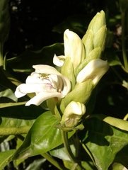 Justicia adhatodoides