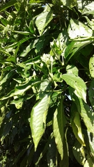 Justicia adhatodoides