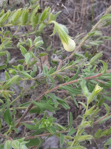 Onosma arenaria, photograph 1