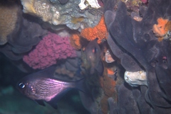 Pempheris multiradiata
