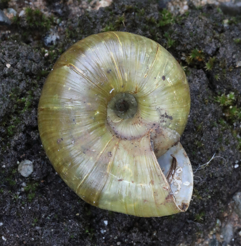 Robust Lancetooth Snail