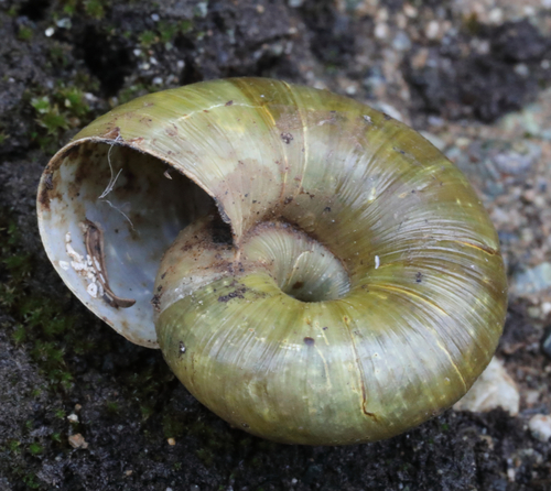 Robust Lancetooth Snail