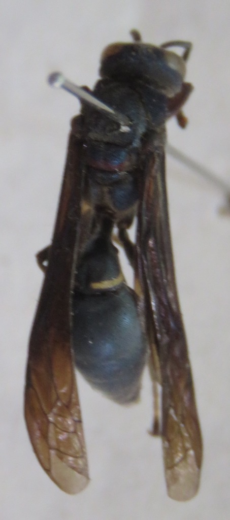 Montezumia azurescens