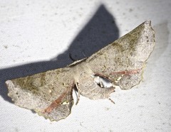 Parepisparis multicolora