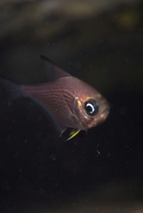 Pempheris multiradiata