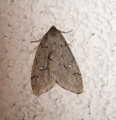 Paleacrita merriccata