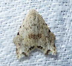 Oxacme marginata