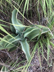 Kalanchoe paniculata