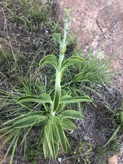 Kalanchoe paniculata