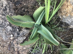 Kalanchoe paniculata