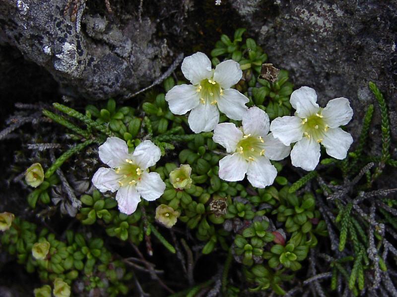 Diapensia obovata