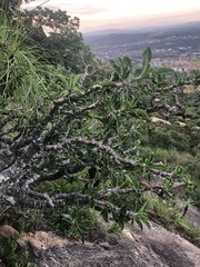 Pachypodium saundersii