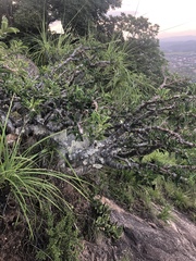 Pachypodium saundersii