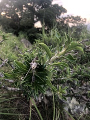 Pachypodium saundersii