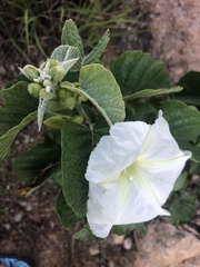 Ipomoea albivenia