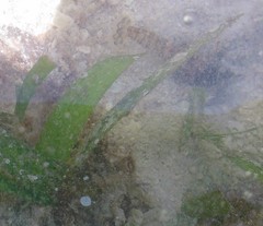 Alpheidae
