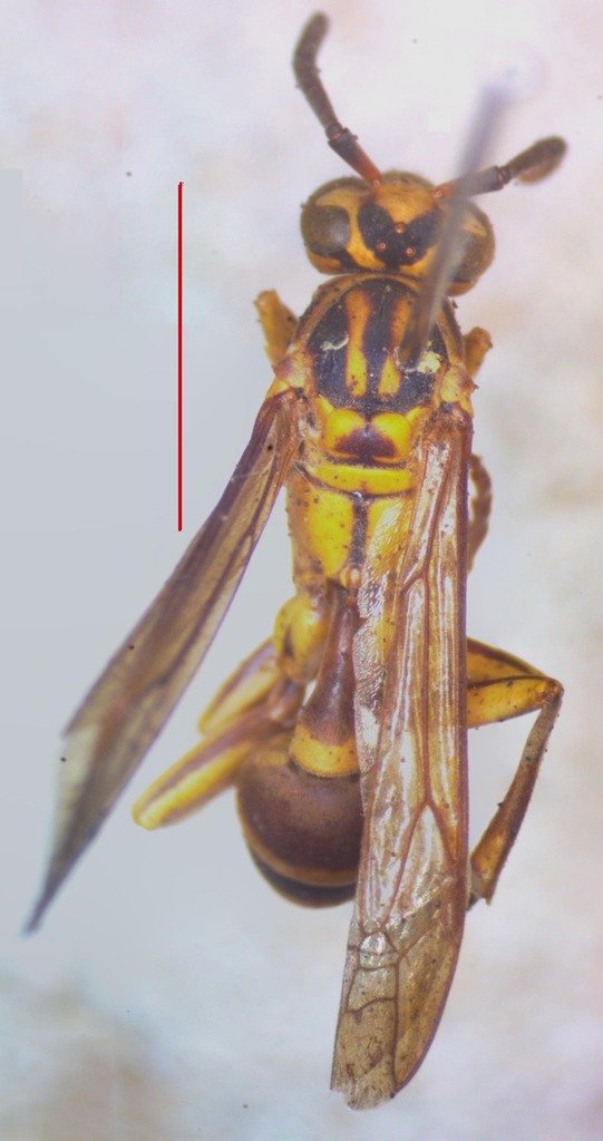 Mischocyttarus consimilis