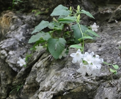 Campanula pendula