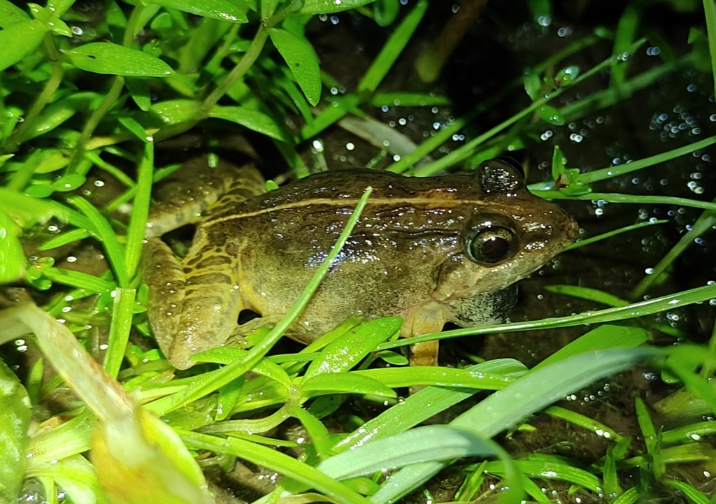 Long-legged Cricket Frog (Minervarya syhadrensis)