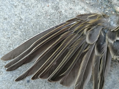 Plume de Pipit farlouse