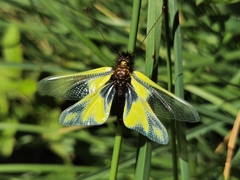 Owly Sulphur