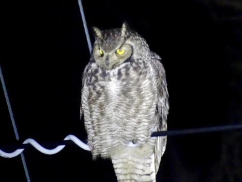 Great Horned Owl photographed in New Mexico