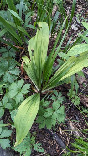 Image of Wood's bunchflower by (c) Peyton Phelps, some rights reserved (CC BY)