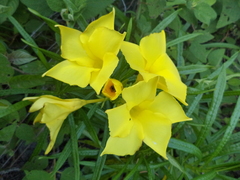 Cascabela thevetioides