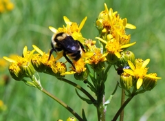 Senecio hydrophiloides