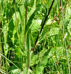 Senecio hydrophiloides