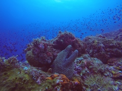 Gymnothorax favagineus