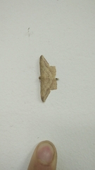 Krananda falcata