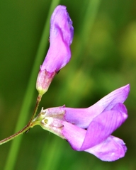 Lathyrus pauciflorus