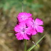 Dianthus capitatus - Photo (c) Вадим, some rights reserved (CC BY-NC), uploaded by Вадим