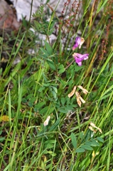 Lathyrus pauciflorus