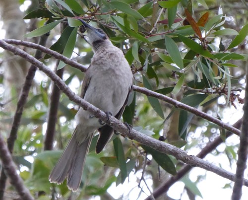Philemon citreogularis