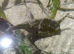 Acreichthys tomentosus