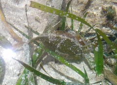 Acreichthys tomentosus