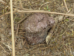 Calvatia lilacina
