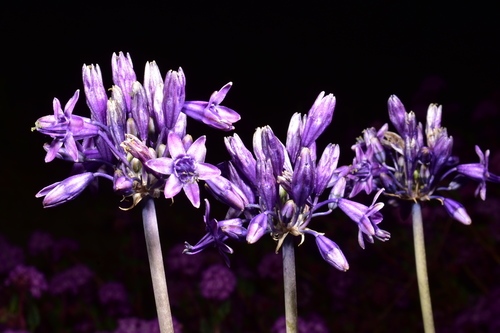 Triteleiopsis palmeri (S.Watson) Hoover