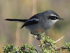 Fairy Flycatcher photo 4