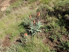 Kniphofia caulescens