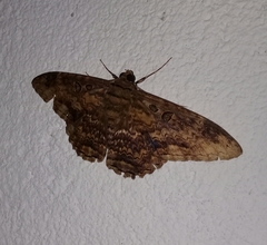 Feigeria xylia