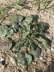 Chorizanthe corrugata