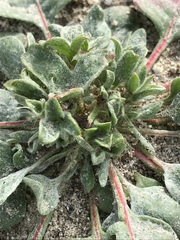 Chorizanthe corrugata