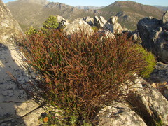 Restio fraternus