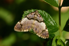 Anticlea derivata