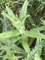 Cryptantha barbigera barbigera