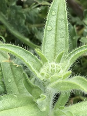 Cryptantha barbigera barbigera