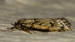 Diurnea fagella